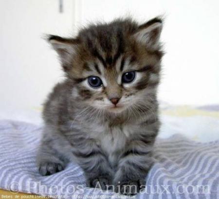 chat