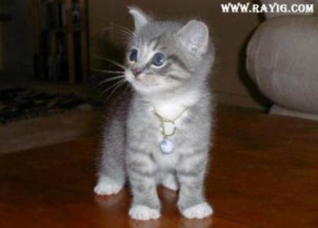 chat